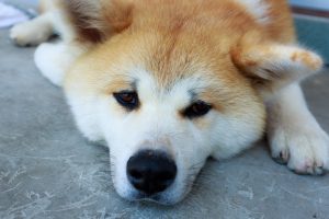 犬や猫は人間の言葉を理解しているのか?【ペットとの意思疎通】